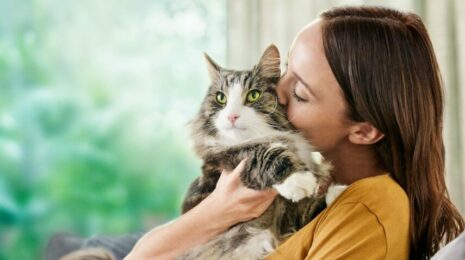 Как кошка выбирает себе хозяина?