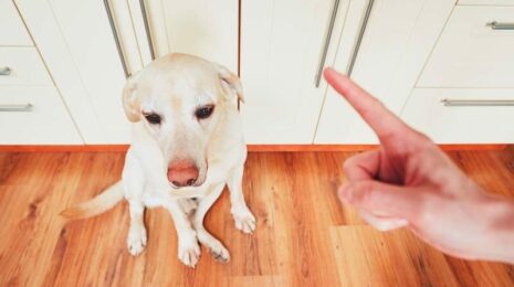 Как наказывать собаку?