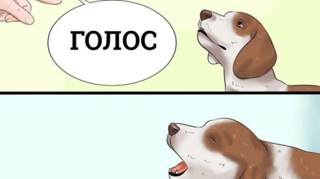 Как научить собаку команде «голос»?