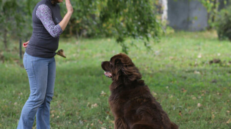Как научить собаку команде «сидеть»?