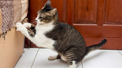 Как отучить кошку царапать мебель