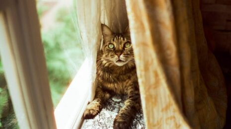 Как отучить кошку лазить по шторам?