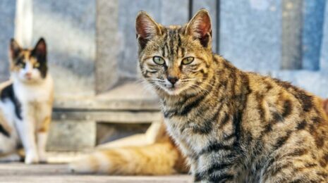 Как стерилизовать кошку