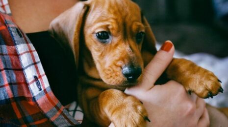 Как воспитывать собаку правильно