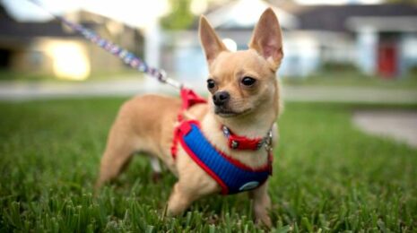 Как выбрать шлейку для собак