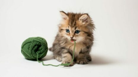 Какие игрушки можно сделать для котенка