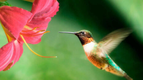 kolibri-5b8a9b8.jpg