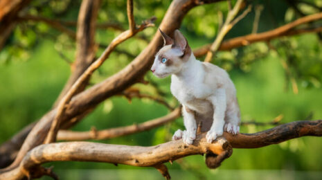 kornish-reks-koshka-521dccc.jpg
