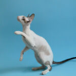 Миниатюра к