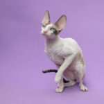 Миниатюра к