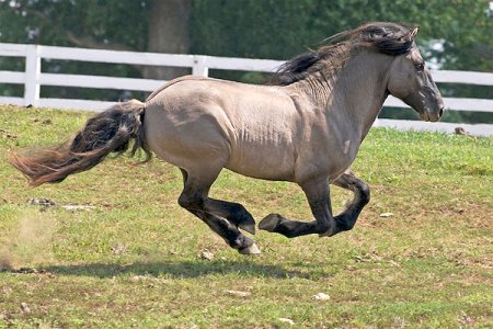 Кто такие пони?
