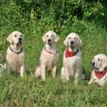 Миниатюра к