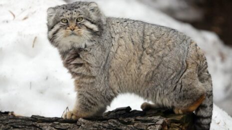 manul-opisanie-harakter-areal-razmnozhenie-vragi-foto-i-video-805e7d0.jpg