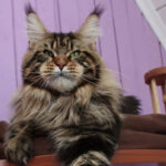 Миниатюра к