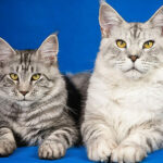 Миниатюра к