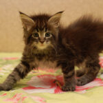 Миниатюра к