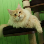 Миниатюра к