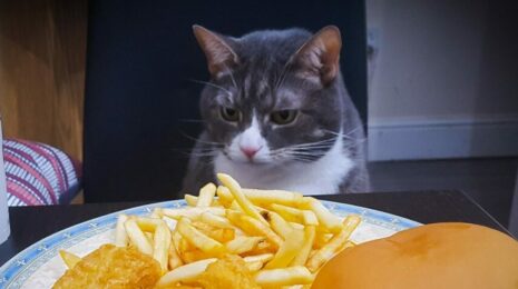 Можно ли кошкам чипсы?