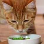 Можно ли кошкам горох