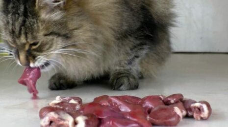 Можно ли кошкам куриную печень