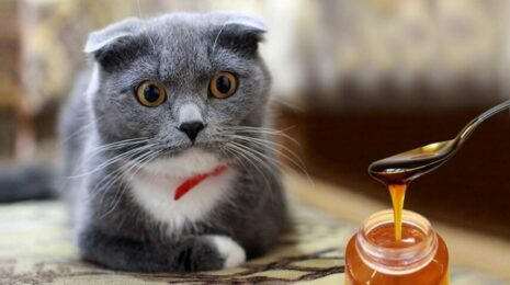 Можно ли кошкам мед
