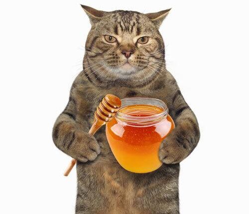 Можно ли кошкам мед