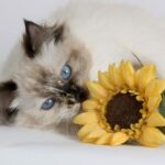 Можно ли кошкам семечки