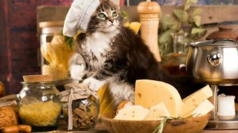 Могут ли кошки есть сыр