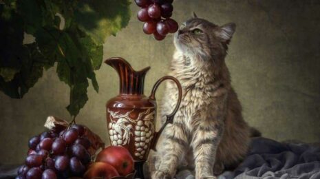 Можно ли кошкам виноград