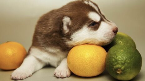 Можно ли собакам цитрусовые