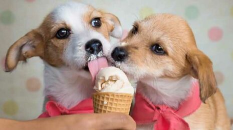 Можно ли собакам мороженое
