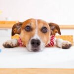 Можно ли собакам подсолнечное масло