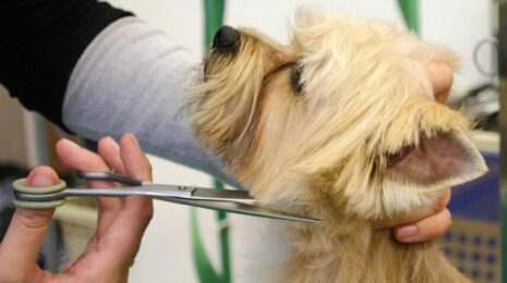 Можно ли собакам стричь усы?