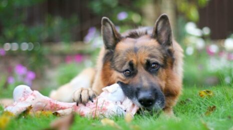 Можно ли собакам свиные ноги?