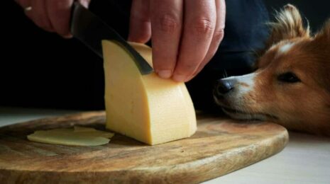 Можно ли собакам сыр? 🧀