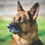 Миниатюра к http://nemeckaja-ovcharka-sobaka-33807bd.jpg