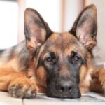 Миниатюра к