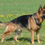 Миниатюра к