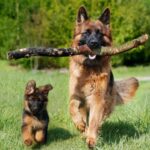 Миниатюра к