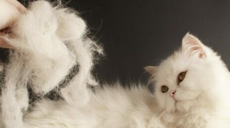 Почему кошка сильно линяет?