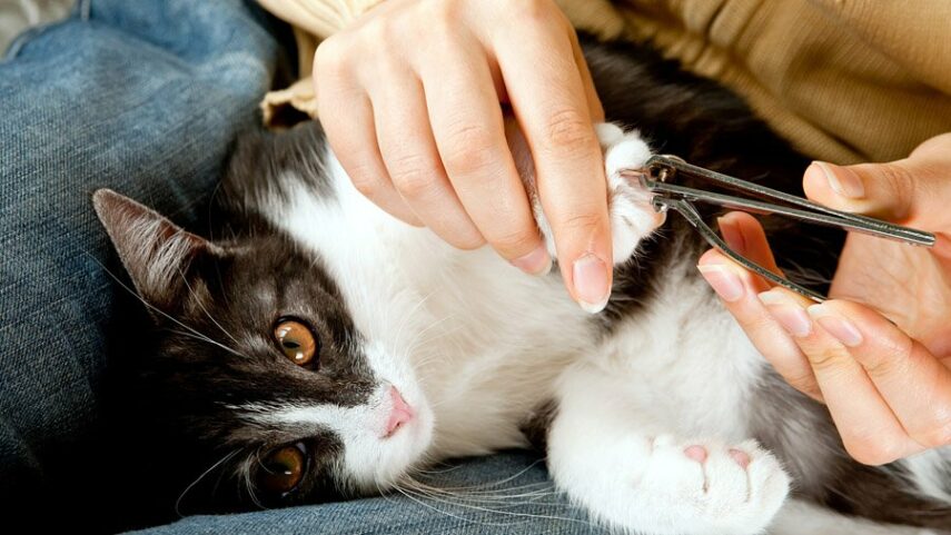 Почему кошкам нельзя стричь когти?
