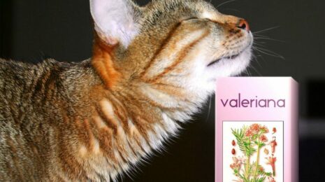 pochemu-koshki-ljubjat-valerjanku-opisanie-foto-i-video-2c43072.jpg