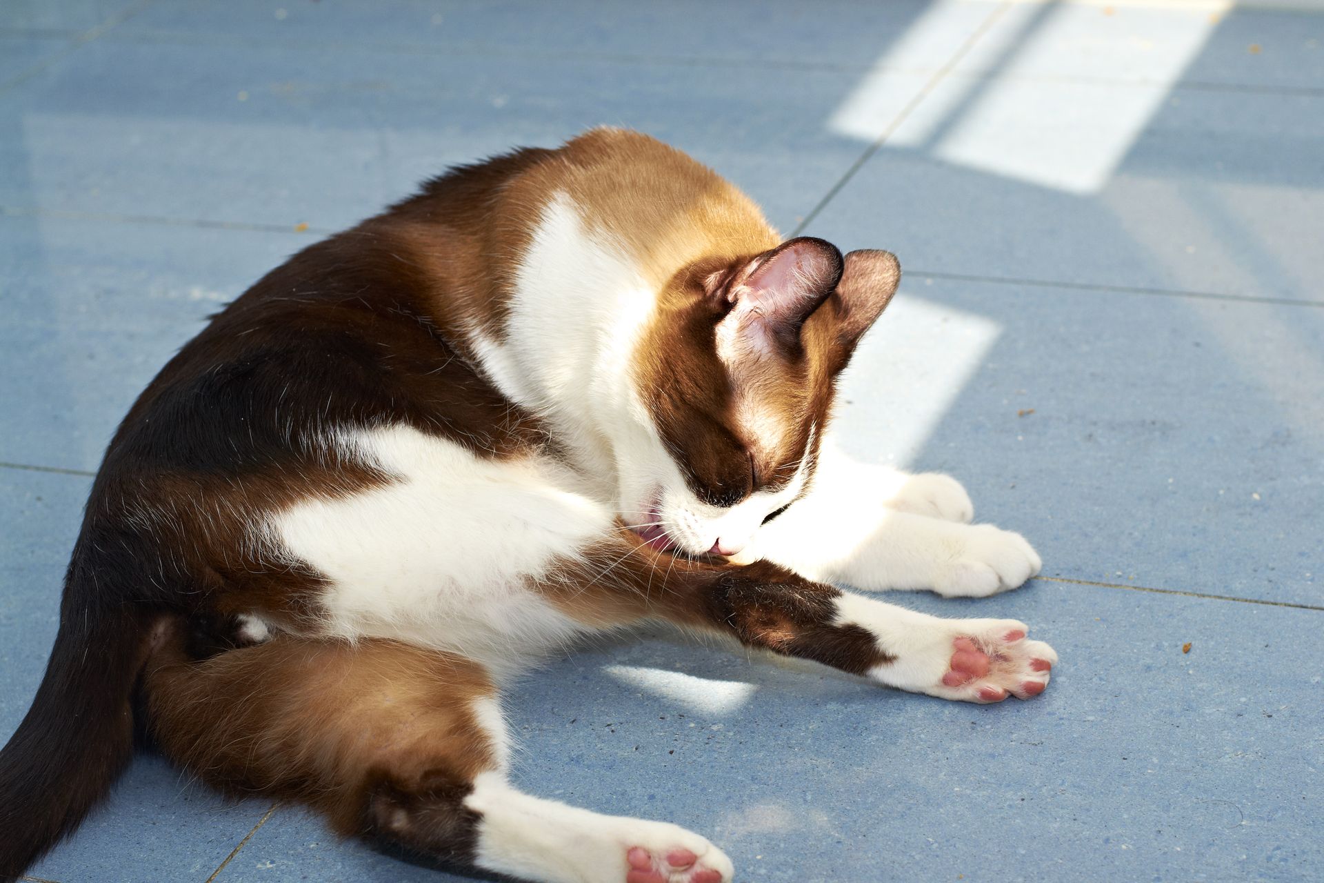 Рот питомцев нельзя назвать чистым