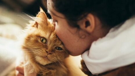 Почему нельзя целовать кошек