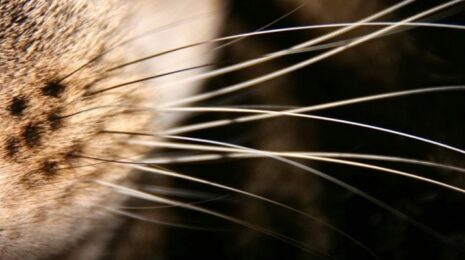 Почему нельзя подстригать усы кошке?