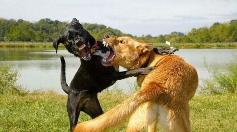 Почему собака бросается на других собак?