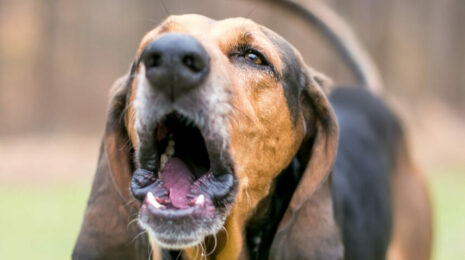 Почему собака кашляет