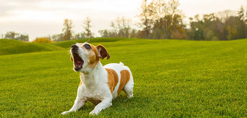 Как избавиться от чрезмерного лая