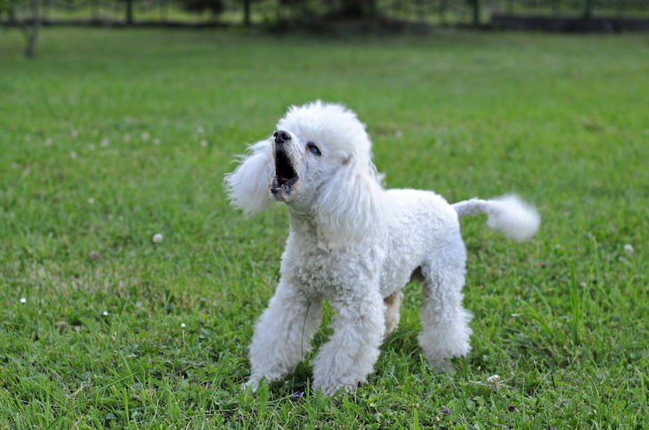 Не поощряйте животное, когда оно лает во время приветствия