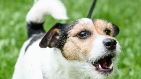 Почему собака лает